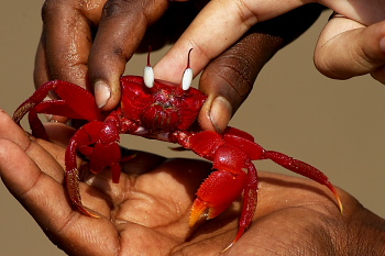 crab at antarvedi beach