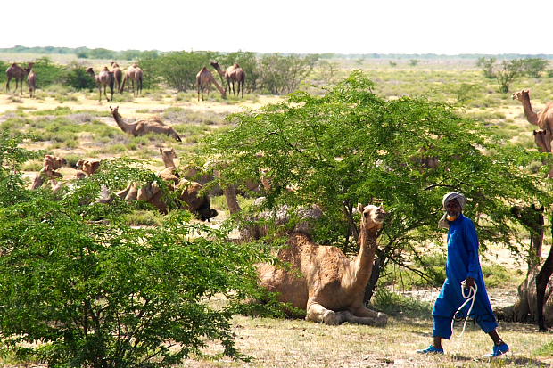 Camel at Kutch