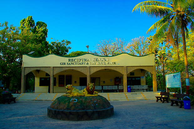 Gir forest office counter