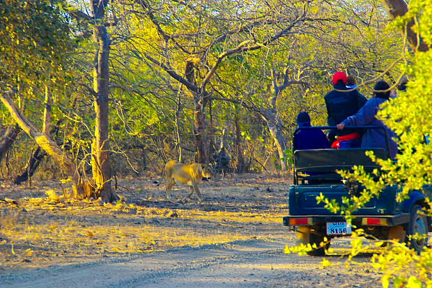 Gir Jeep Safari