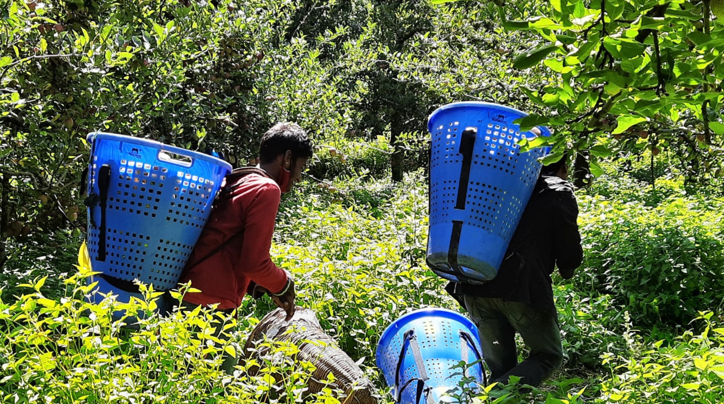 Apple Garden at Manali