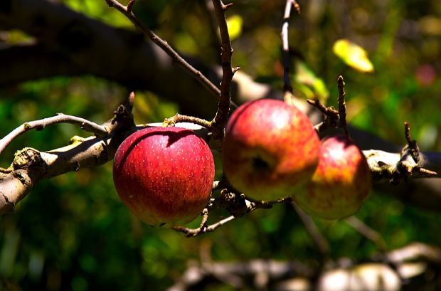 Apple at Manali