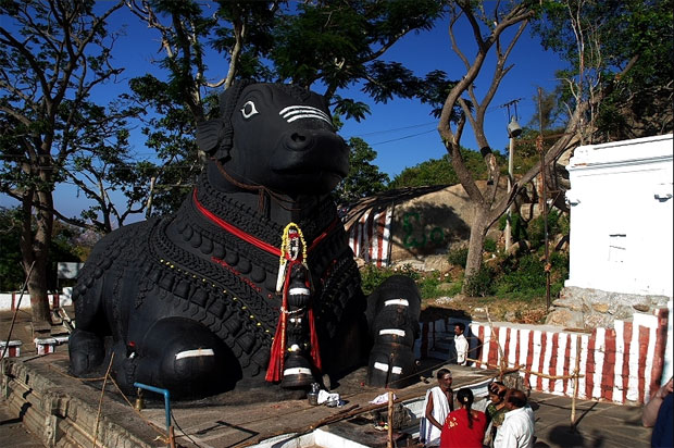Bull at Chamnuni Hill