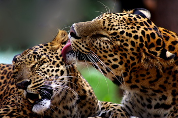 Tigers