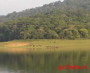 Animals by the side of the lake 