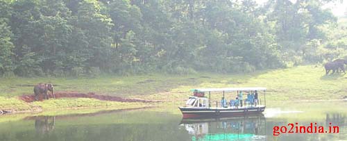 Elephants at Periyar Lake