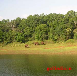 Elephants 