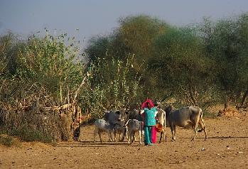 Thar Desert Rajasthan
