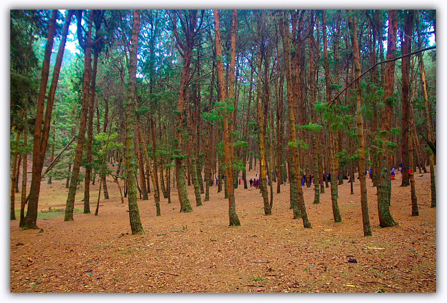 Kodaikanal pine tree forest