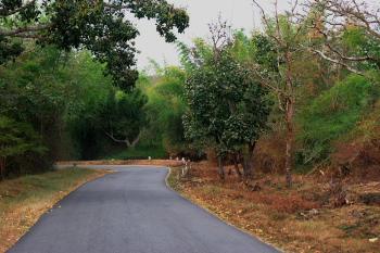 Forest area road