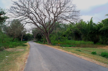 Bandipur forest starting