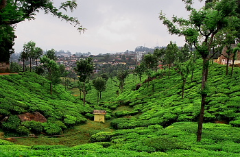 Green plantation at Ooty