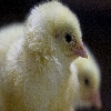From Hatchery centre