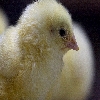 Chick just after hatching