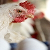 Poultry layer hen
