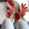 Indian layer hen