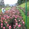 Roses inside Ooty rose garden