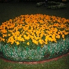 Flowers inside Ooty  garden