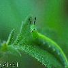 INSECT