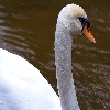 Vizag zoo white swan