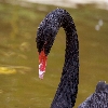 Black swan in pond