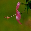 Red hibiscus flower