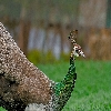 Peacock in vizag zoo
