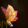 Rose flowers