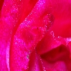 Rose flowers
