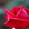 Rose flowers
