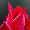 Rose flowers