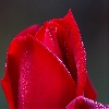 Rose flowers