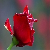 Rose flowers