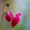 Focus stacked macro rose flower