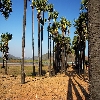 Palm trees at Bangarammapalam Beach