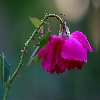 Focus stacked macro rose flower