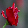 Focus stacked macro rose flower