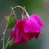 Focus stacked macro rose flower