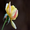 Rose flower from Sigma 150mm macro lens