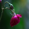 Focus stacked macro rose flower