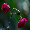 Focus stacked macro rose flower