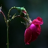 Rose flower  from 150mm Sigma  macro lens