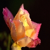 Rose flower  from 150mm Sigma  macro lens