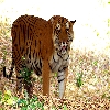 Tiger of India