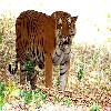 Tiger of India