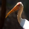 Birds of India