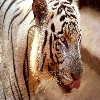 White tiger