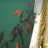 Fishes at Golden temple