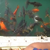 Fish in lake of Golden temple