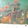 Fish inside water at Golden Temple